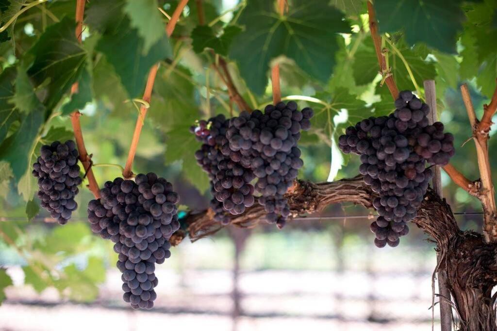 Cabernet Cottage Cottonwood Esterno foto