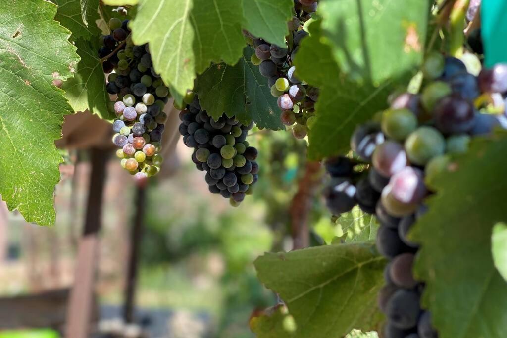 Cabernet Cottage Cottonwood Esterno foto