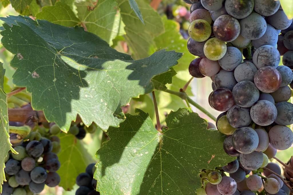 Cabernet Cottage Cottonwood Esterno foto